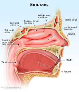 Sinus Surgery